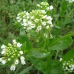 Heidelbeeren