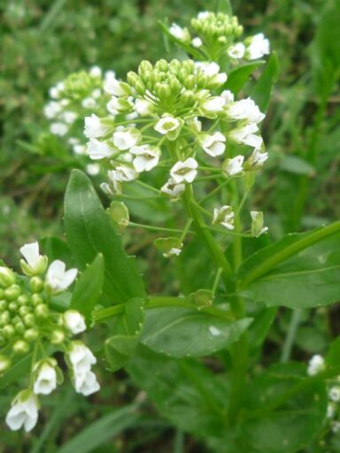 Ackerhellerkraut