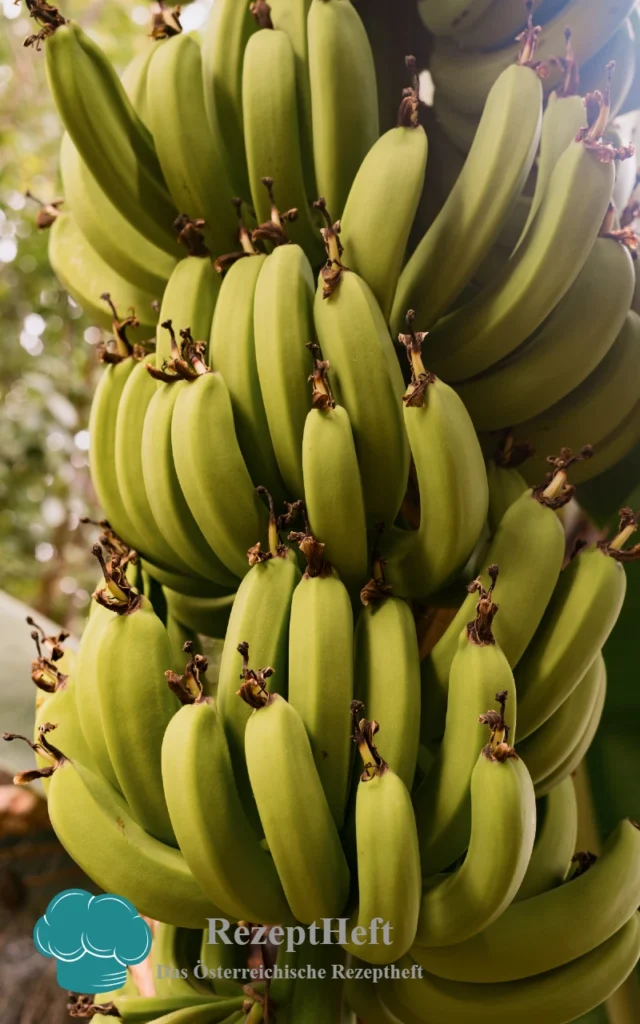Bananenplanze