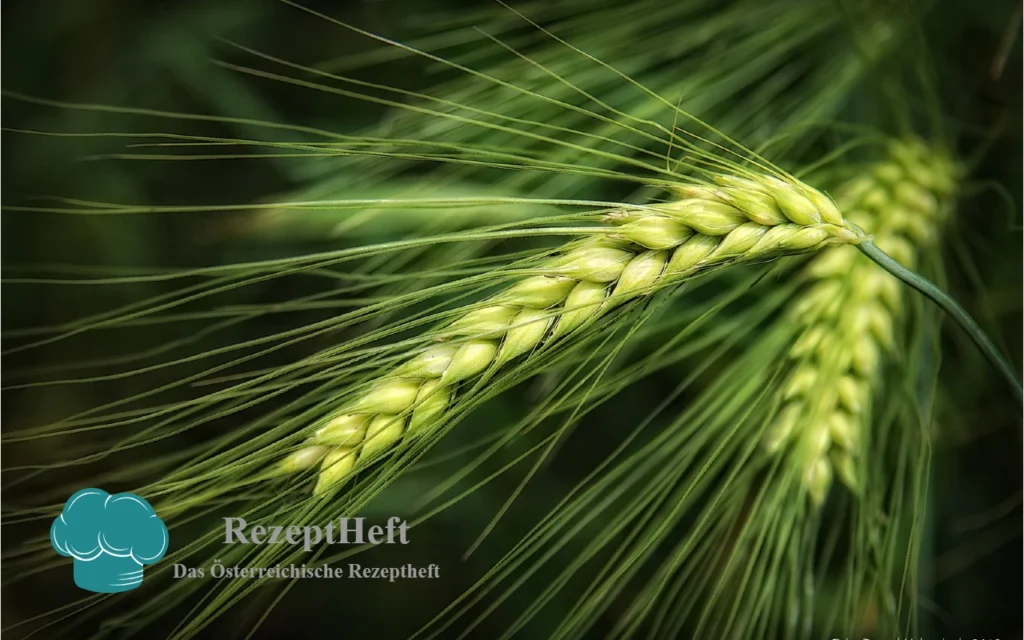 Gerste_Titelbild - RezeptHeft Gerste